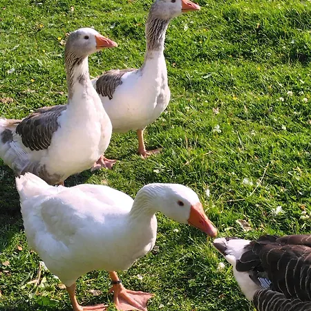 Semesterbostad La Ferme Du Parc