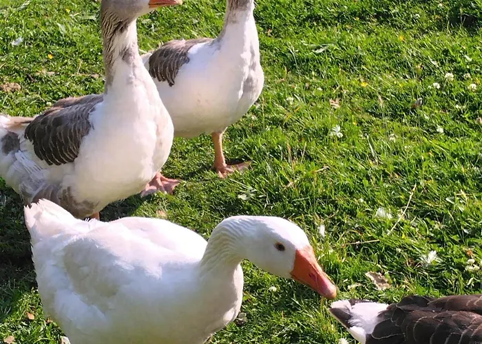 Сasa de vacaciones La Ferme Du Parc